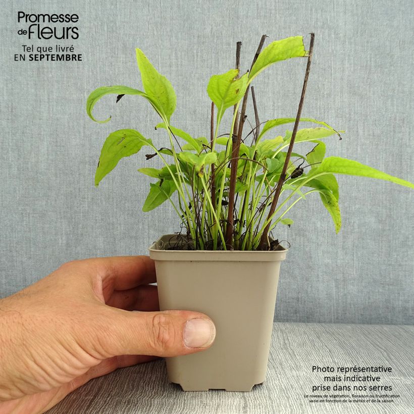 Exemplaar van Echinacea purpurea Avalanche - Rode zonnehoed Kweekpotje van 8/9 cm zoals geleverd in de zomer