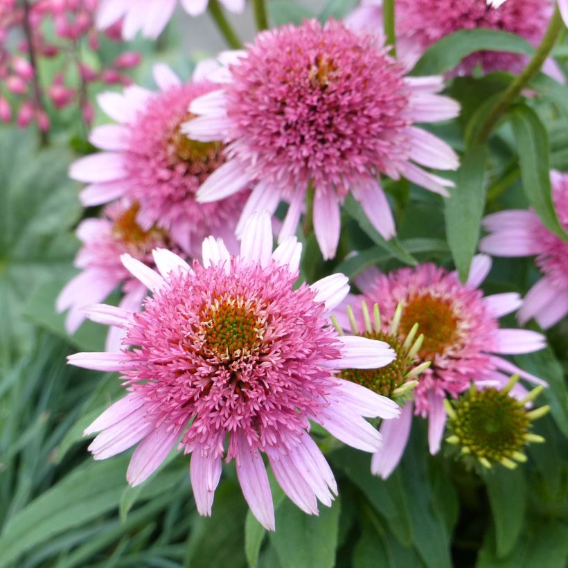 Echinacea purpurea Butterfly Kisses - Rode zonnehoed (Flowering)