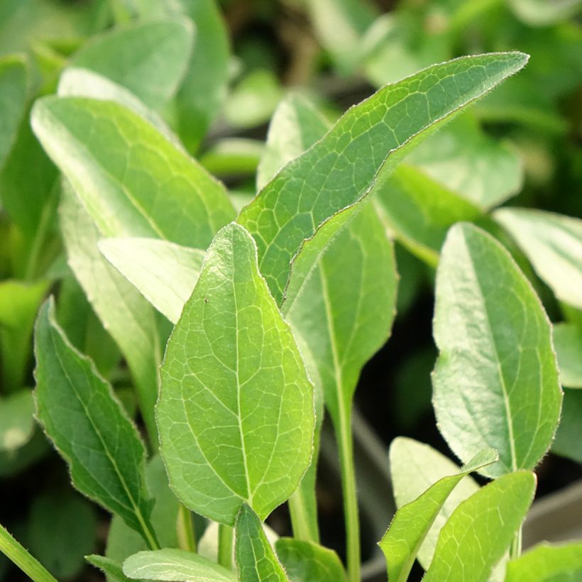 Echinacea purpurea Butterfly Kisses - Rode zonnehoed (Blad)
