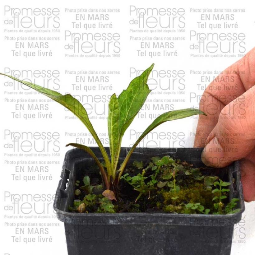 Voorbeeld van een exemplaar van Echinacea purpurea Catharina - Rode zonnehoed Kweekpotje van 8/9 cm zoals geleverd