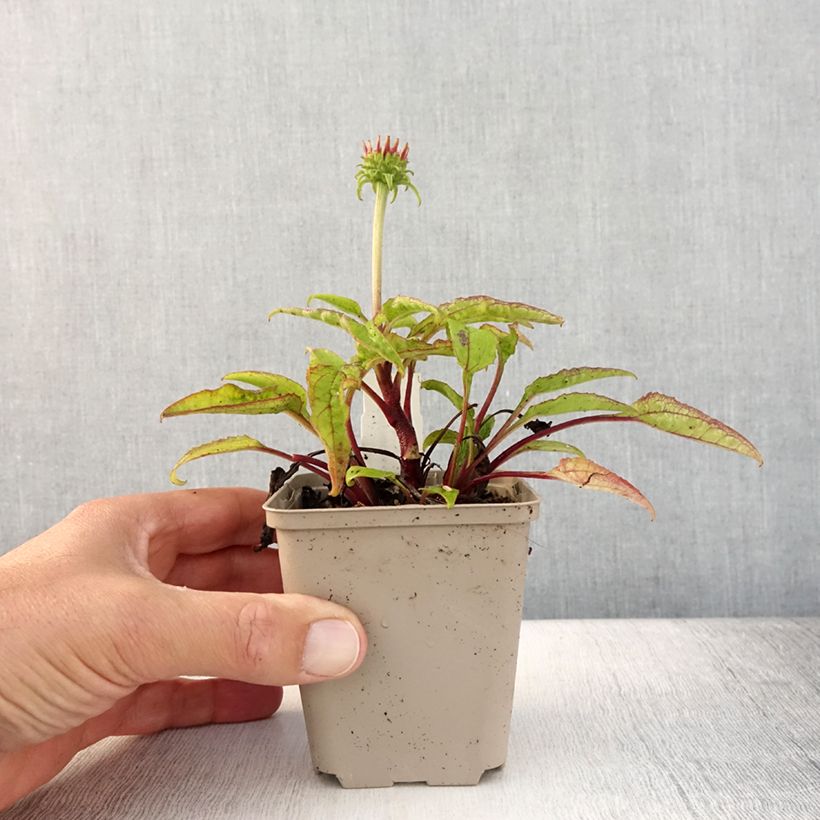 Exemplaar van Echinacea Cheyenne Spirit - Rode zonnehoed Kweekpotje van 8/9 cm zoals geleverd in de zomer