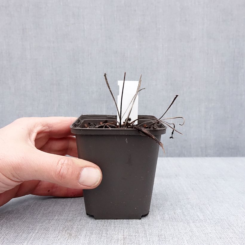 Example of Echinacea Cheyenne Spirit - Echinacée Kweekpotje van 8/9 cm as you get in hiver