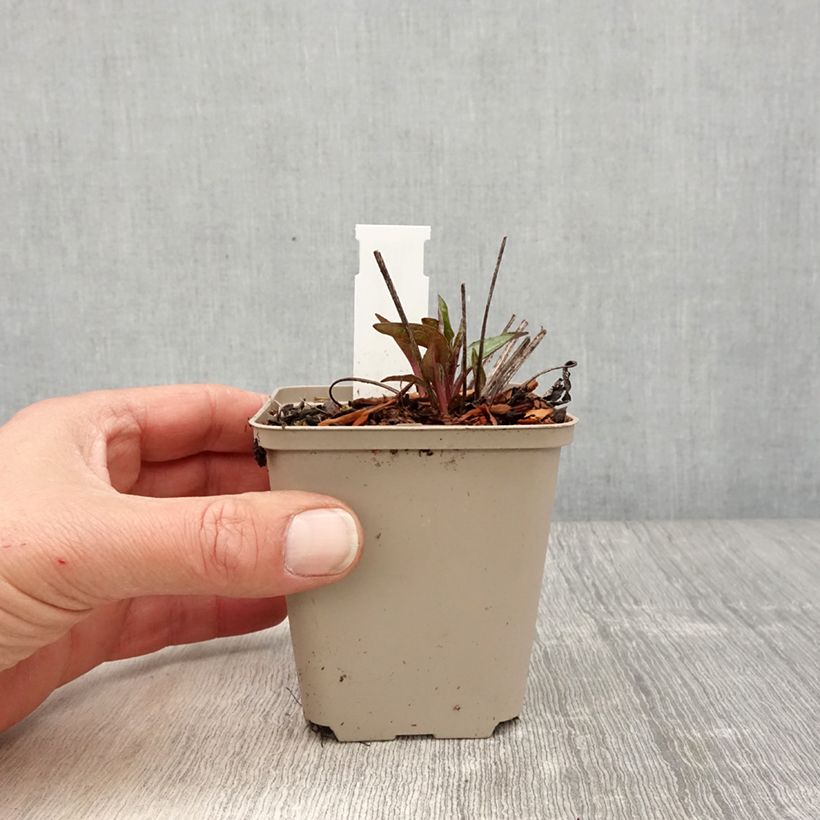 Exemplaar van Echinacea Cheyenne Spirit - Rode zonnehoed Kweekpotje van 8/9 cm zoals geleverd in de lente