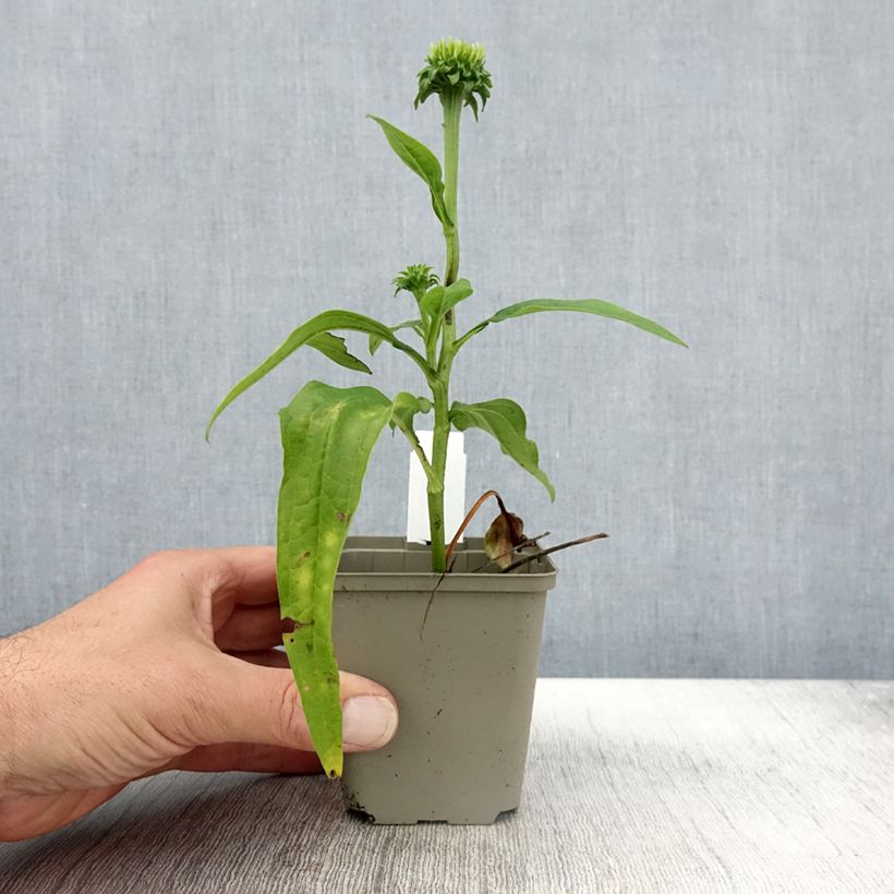 Exemplaar van Echinacea Chiquita - Echinacée Godet de 8/9 cm zoals geleverd in de herfst