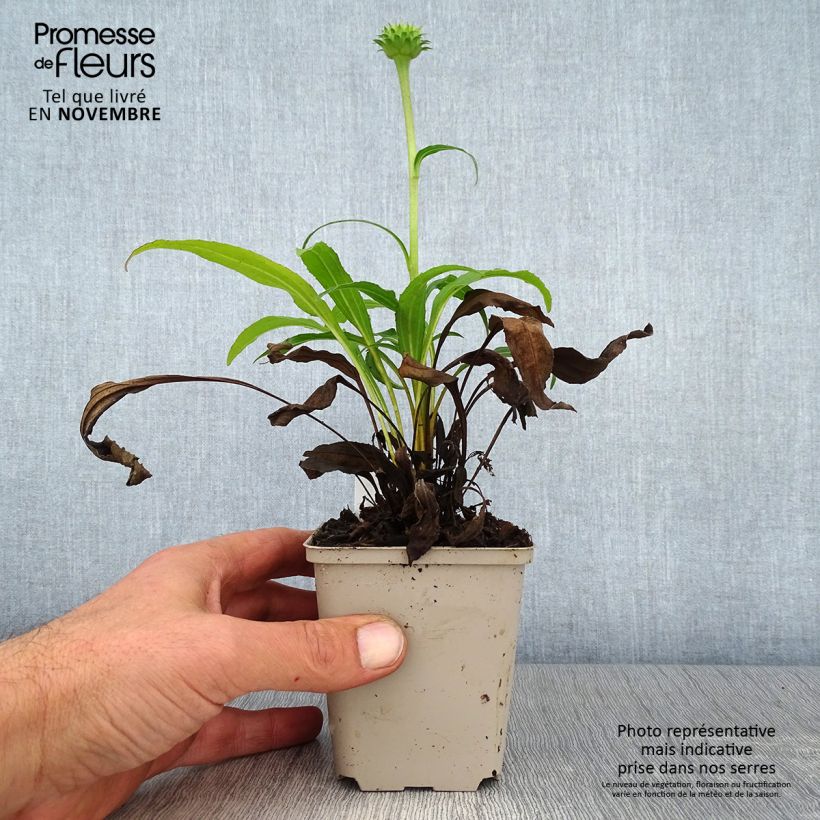 Exemplaar van Echinacea purpurea Colourburst Orange - Rode zonnehoed Kweekpotje van 8/9 cm zoals geleverd in de herfst
