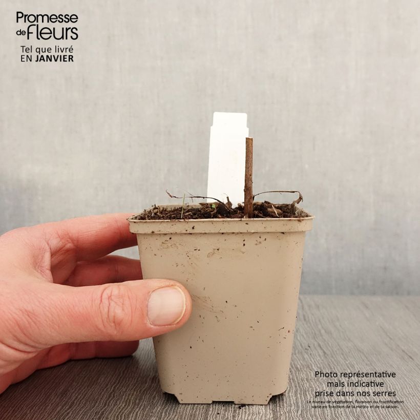 Example of Echinacea Colourburst Orange - Echinacée Kweekpotje van 8/9 cm as you get in hiver