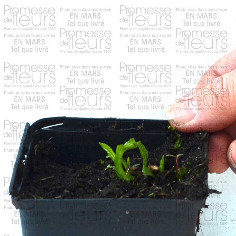 Voorbeeld van een exemplaar van Echinacea purpurea Coupe Soleil - Rode zonnehoed Kweekpotje van 8/9 cm zoals geleverd