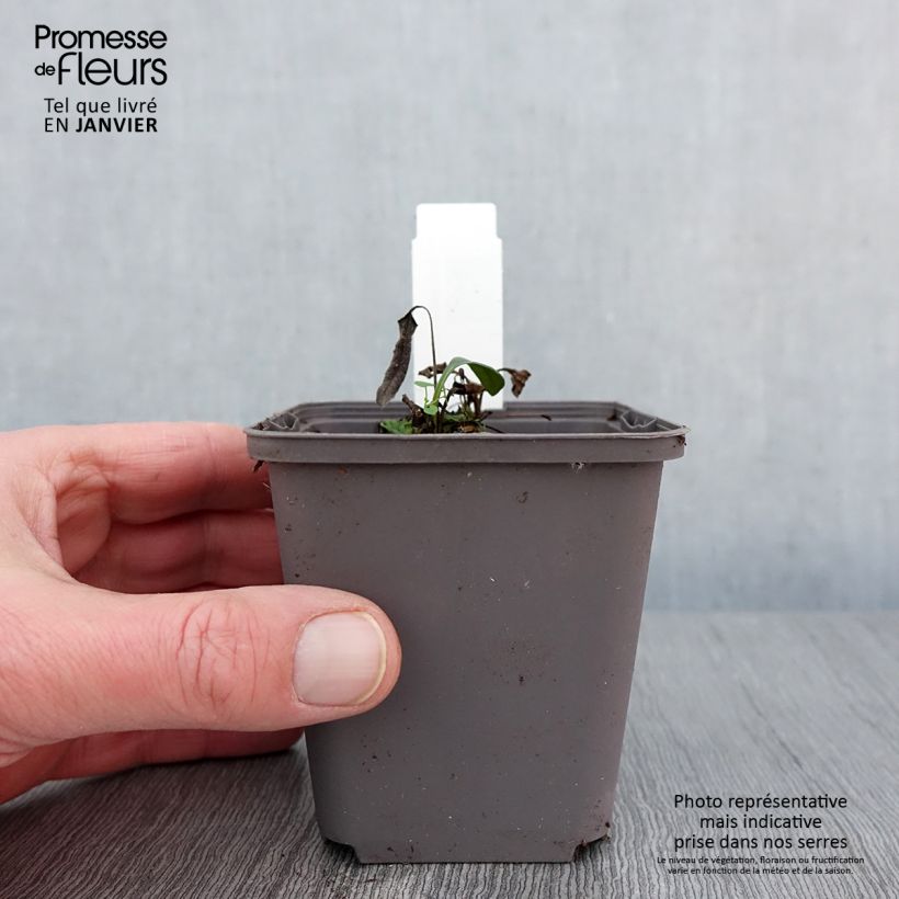 Exemplaar van Echinacea purpurea Dark Shadows Wicked - Rode zonnehoed Kweekpotje van 8/9 cm zoals geleverd in de winter