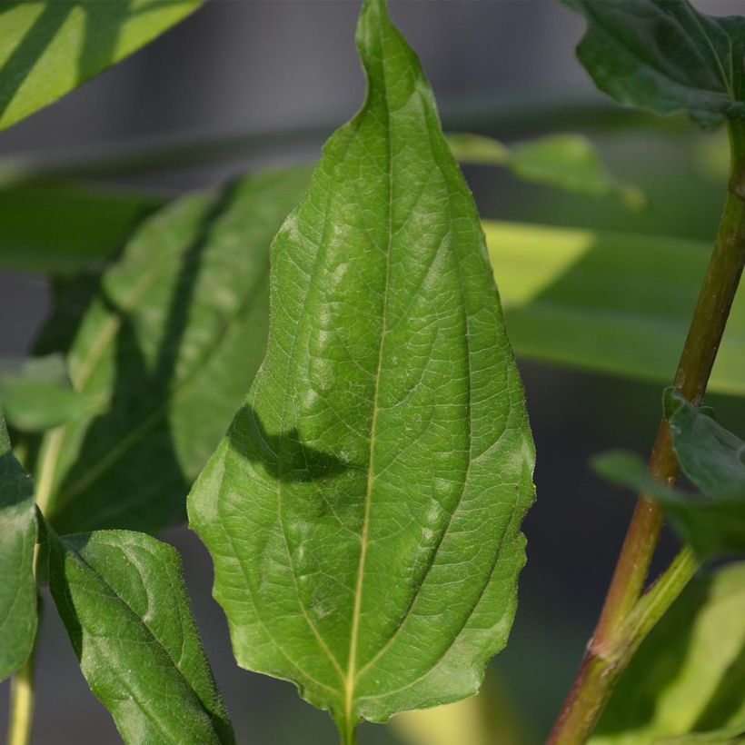 Echinacea purpurea Eccentric - Rode zonnehoed (Foliage)