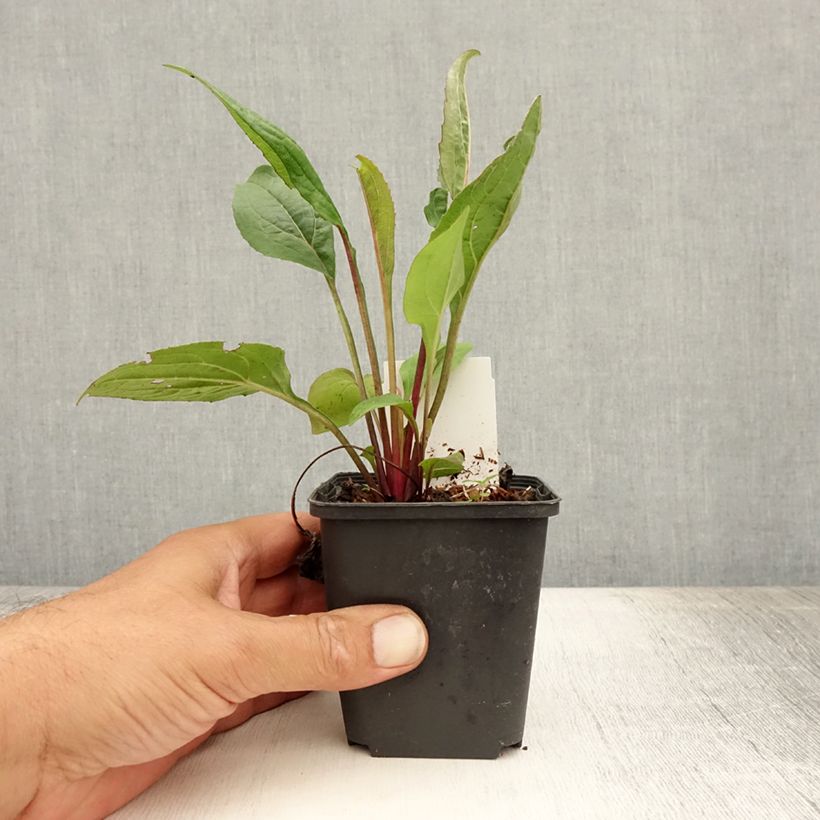 Exemplaar van Echinacea purpurea Fatal Attraction - Rode zonnehoed Kweekpotje van 8/9 cm zoals geleverd in de zomer