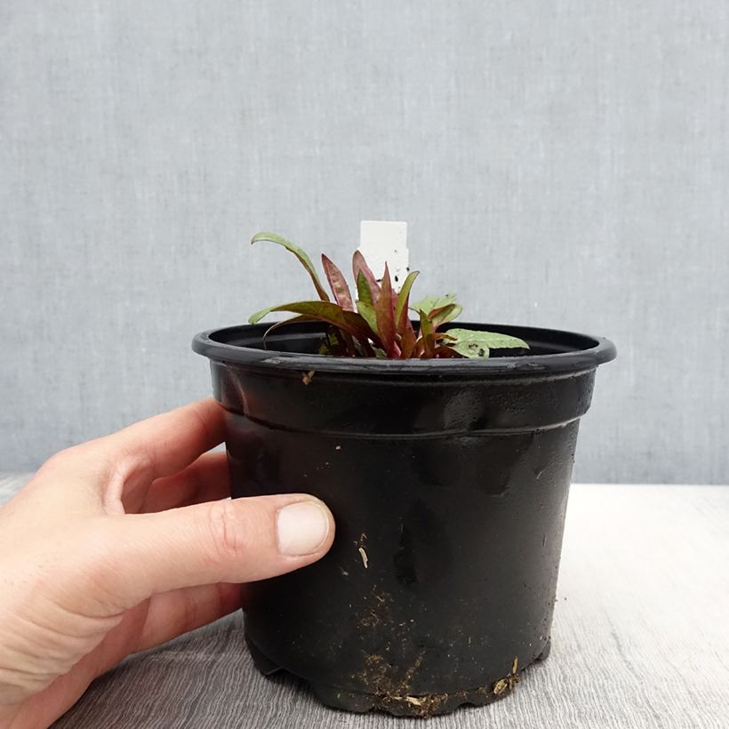 Exemplaar van Echinacea purpurea Fatal Attraction - Rode zonnehoed Pot van 2 l/3 l zoals geleverd in de lente