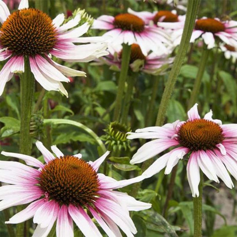 Echinacea purpurea Funky White - Zonnehoed (Bloei)