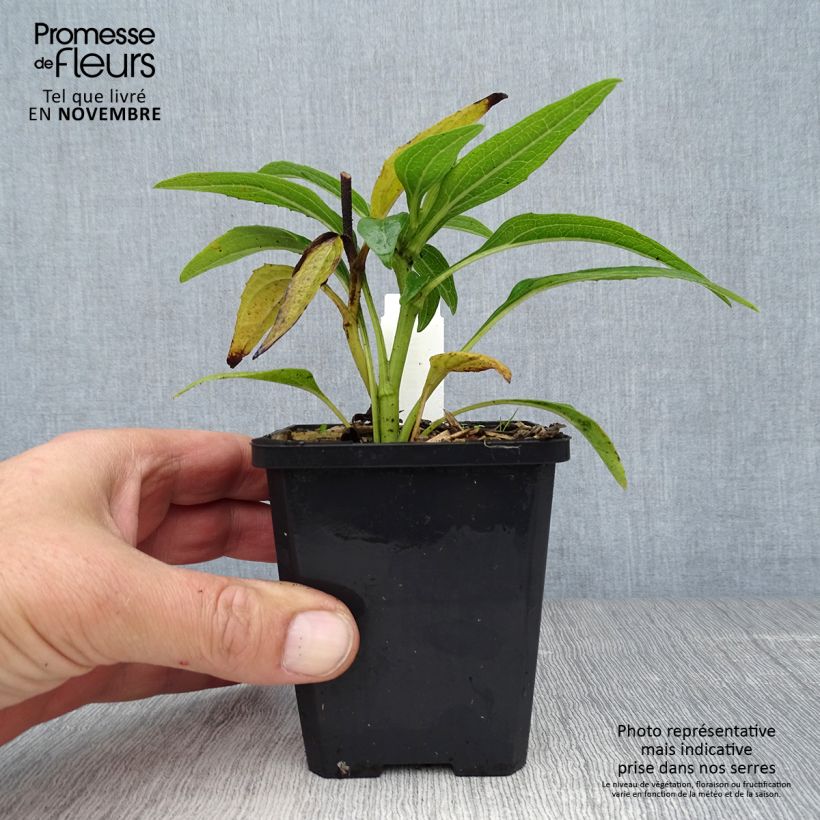 Exemplaar van Echinacea purpurea Green Envy - Rode zonnehoed Kweekpotje van 8/9 cm zoals geleverd in de herfst