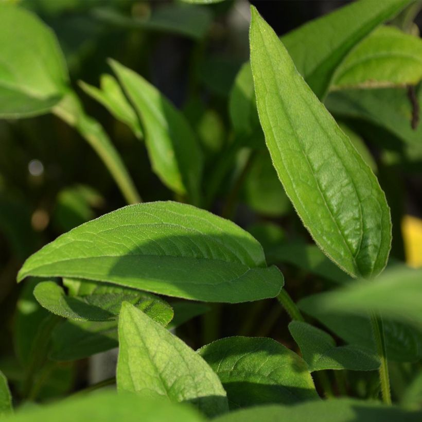 Echinacea purpurea Green Envy - Rode zonnehoed (Foliage)