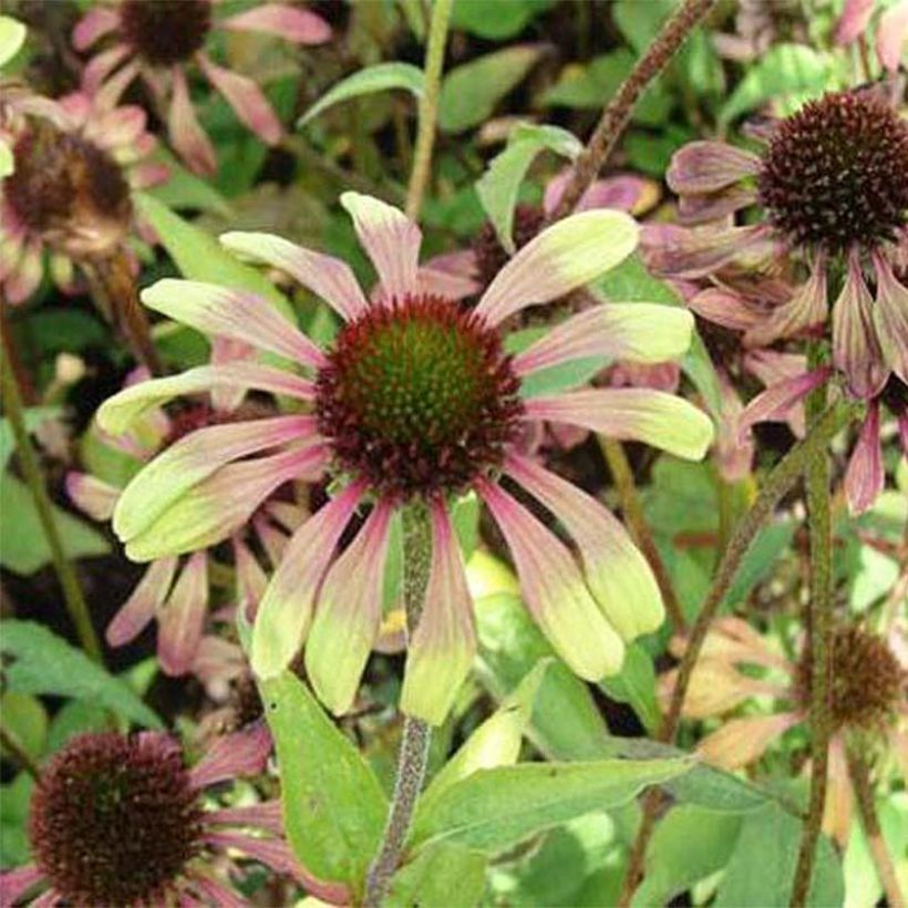 Echinacea Green Twister - Rode zonnehoed (Flowering)