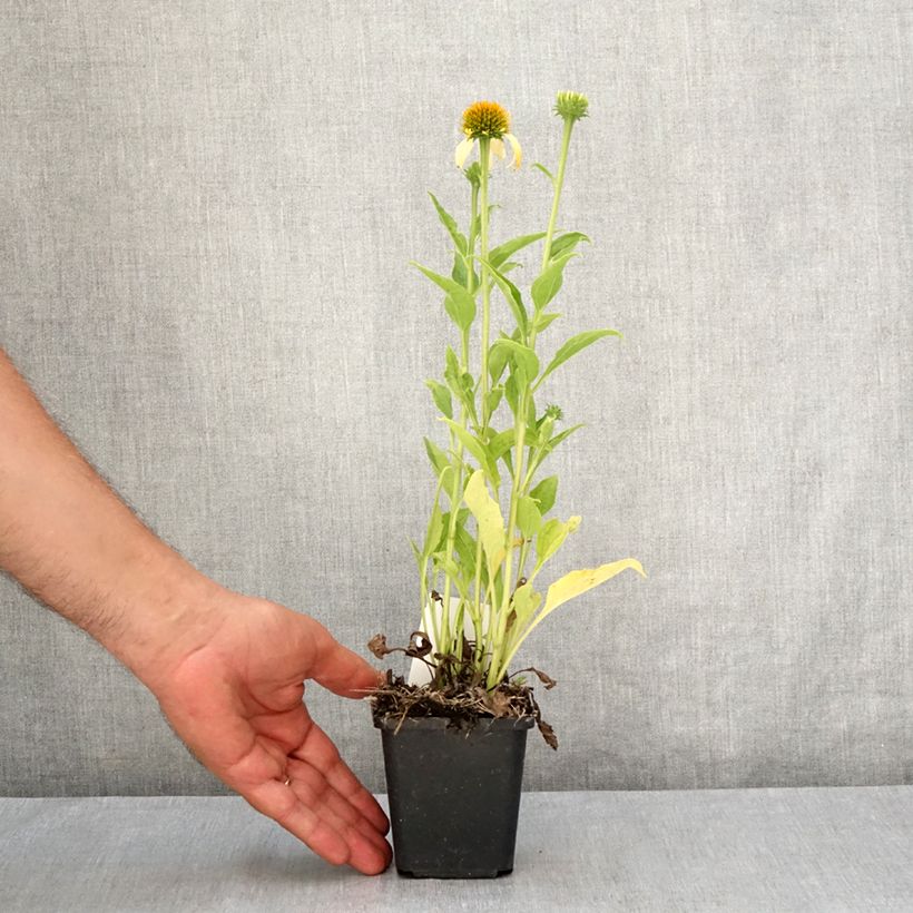 Exemplaar van Echinacea purpurea Harvest Moon - Rode zonnehoed Kweekpotje van 8/9 cm zoals geleverd in de zomer