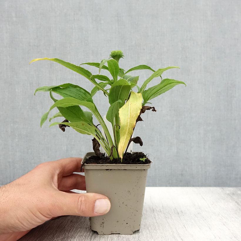 Exemplaar van Echinacea Harvest Moon - Echinacée Godet de 8/9 cm zoals geleverd in de herfst