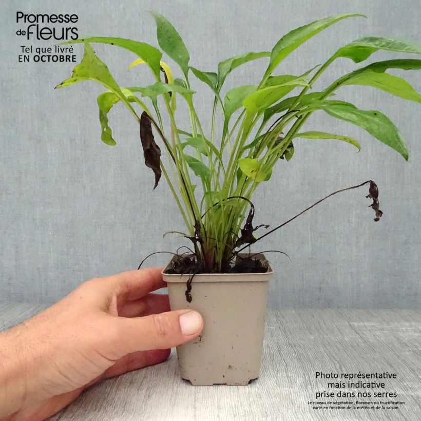 Exemplaar van Echinacea purpurea Julia - Rode zonnehoed Kweekpotje van 8/9 cm zoals geleverd in de herfst