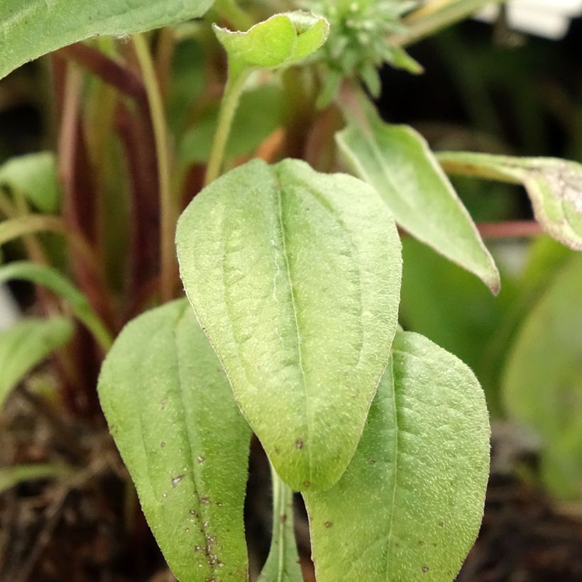 Echinacea purpurea Julia - Rode zonnehoed (Blad)