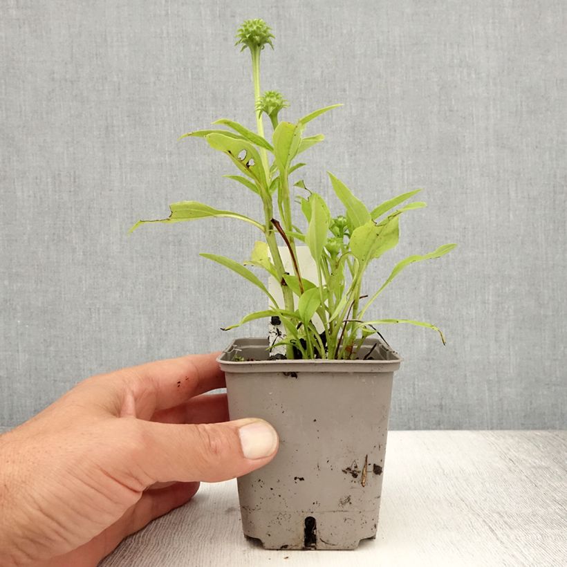 Exemplaar van Echinacea purpurea Kismet Wit - Rode zonnehoed Kweekpotje van 8/9 cm zoals geleverd in de zomer