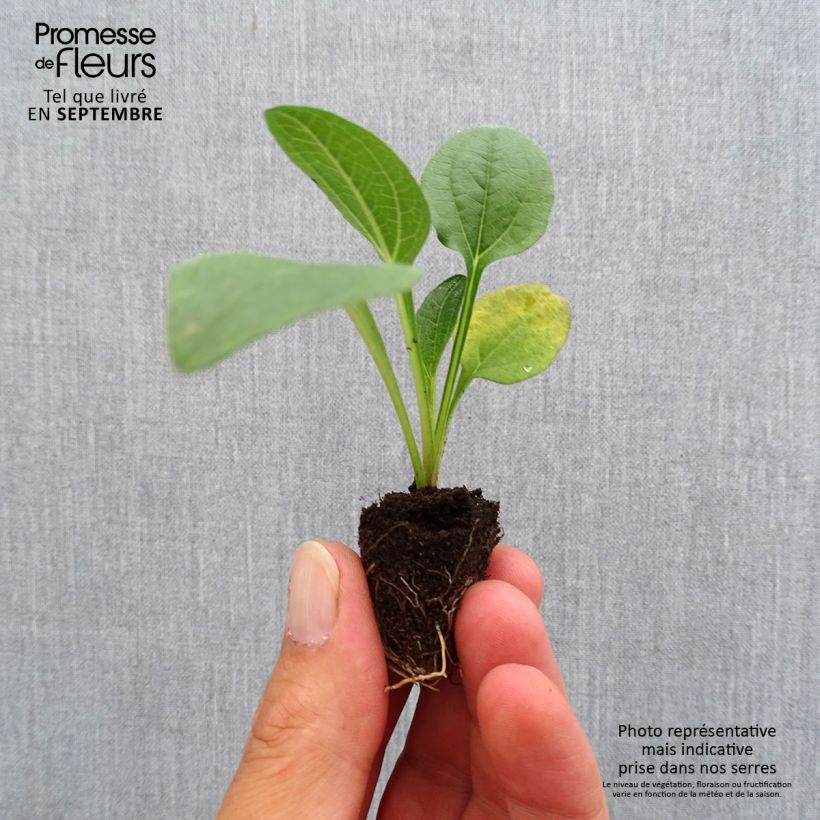 Exemplaar van Echinacea purpurea Lakota Orange - Rode zonnehoed Mini-mot Ø 3/4 cm zoals geleverd in de herfst