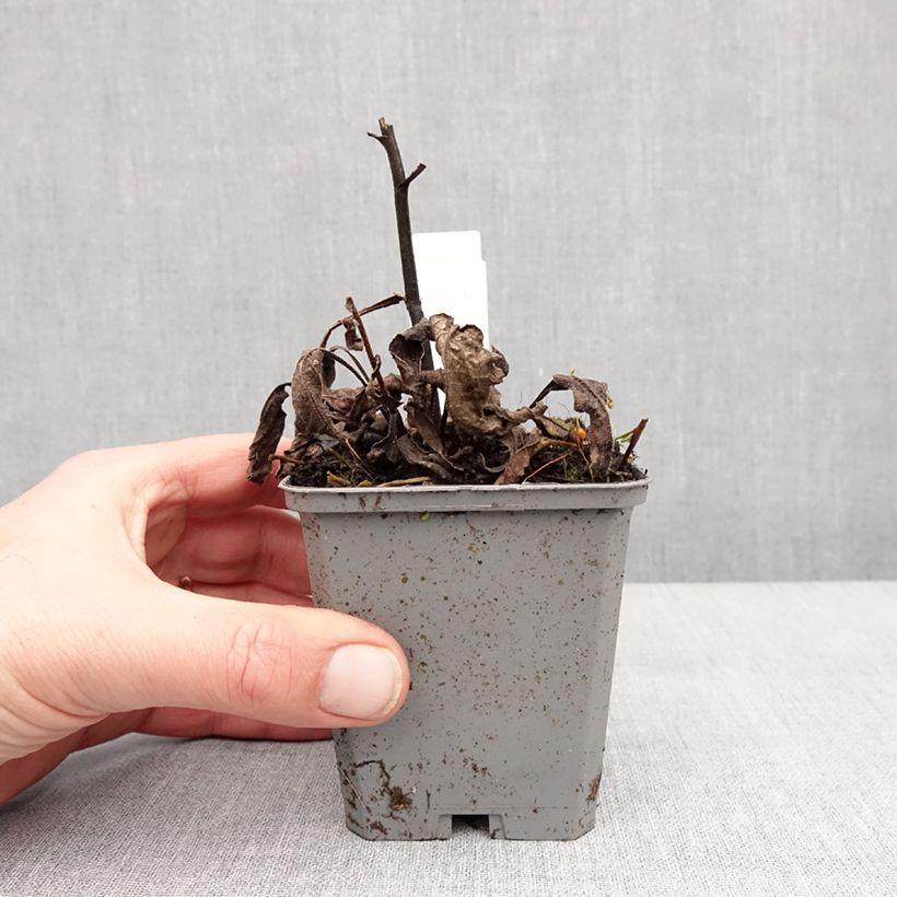 Example of Echinacea purpurea Lakota Red - Rode zonnehoed Kweekpotje van 8/9 cm as you get in hiver