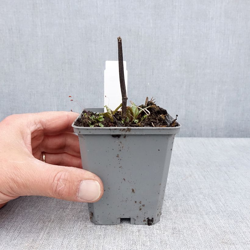 Exemplaar van Echinacea purpurea Lakota Red - Rode zonnehoed Kweekpotje van 8/9 cm zoals geleverd in de lente