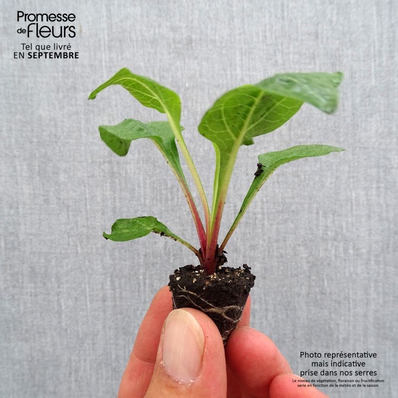 Example of Echinacea purpurea Lakota Red - Rode zonnehoed Mini-mot Ø 3/4 cm as you get in automne