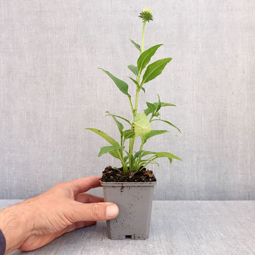 Exemplaar van Echinacea purpurea Lakota Yellow - Rode zonnehoed Kweekpotje van 8/9 cm zoals geleverd in de herfst