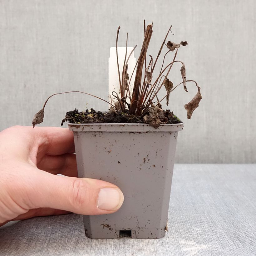 Example of Echinacea Lakota Yellow - Echinacée Kweekpotje van 8/9 cm as you get in hiver