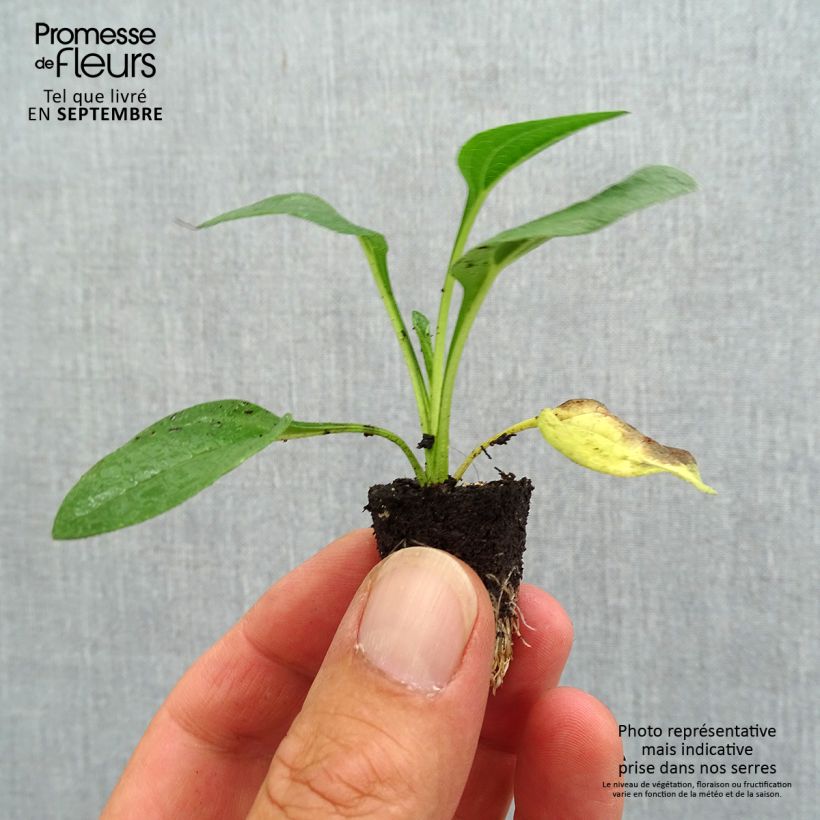 Example of Echinacea Lakota Yellow - Echinacée Mini-mot Ø 3/4 cm as you get in automne