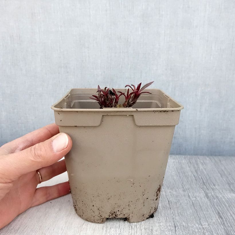 Exemplaar van Echinacea pallida - Zonnehoed Pot van 2 l/3 l zoals geleverd in de lente