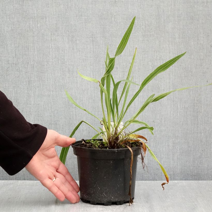 Exemplaar van Echinacea paradoxa - Gele zonnehoed Pot van 2 l/3 l zoals geleverd in de herfst