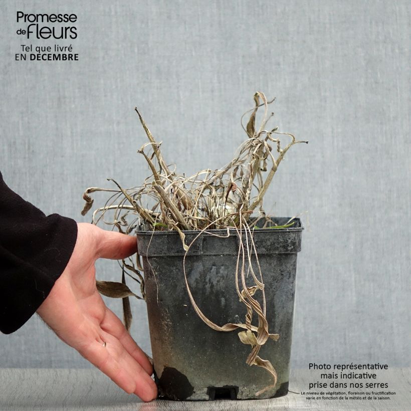 Example of Echinacea paradoxa - Gele zonnehoed Pot van 2 l/3 l as you get in hiver