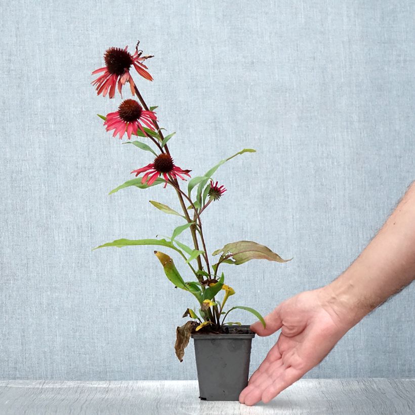 Exemplaar van Echinacea purpurea Prima Ruby - Rode zonnehoed Kweekpotje van 8/9 cm zoals geleverd in de zomer