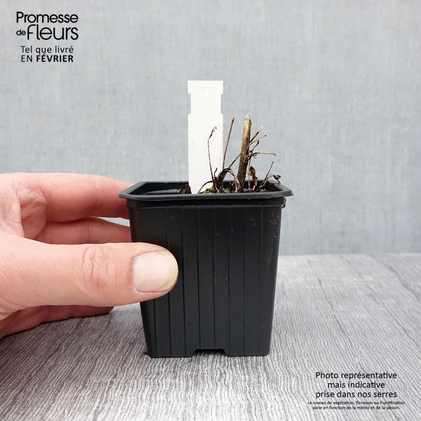 Example of Echinacea purpurea Prima Ruby - Rode zonnehoed Kweekpotje van 8/9 cm as you get in hiver