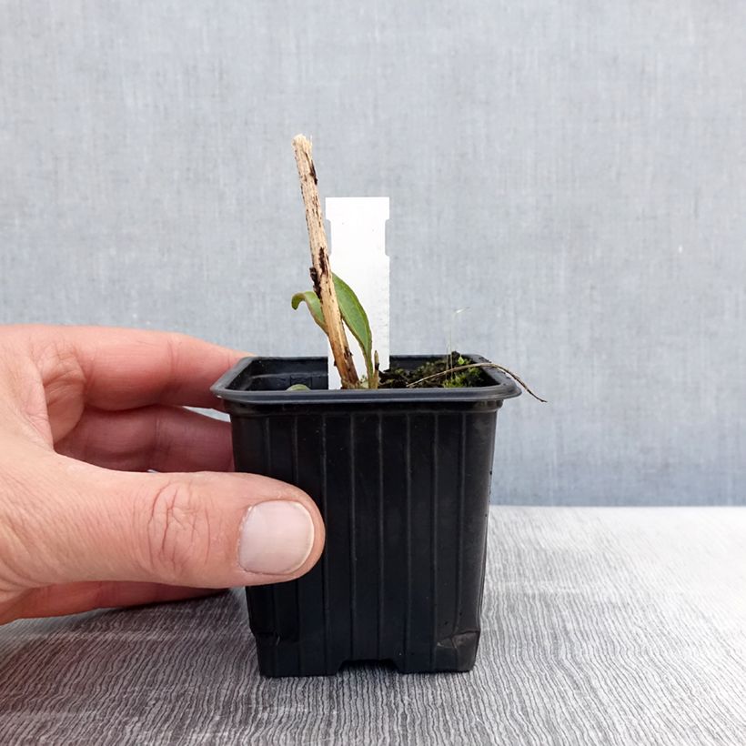 Exemplaar van Echinacea purpurea Prima Ruby - Rode zonnehoed Kweekpotje van 8/9 cm zoals geleverd in de lente