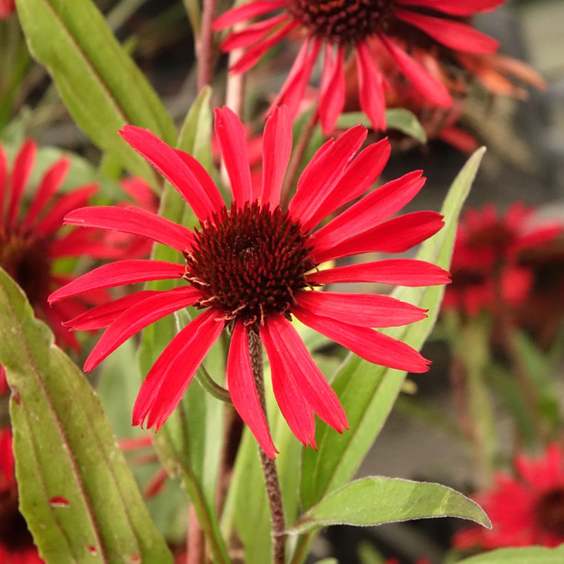 Echinacea purpurea Prima Ruby - Rode zonnehoed (Bloei)