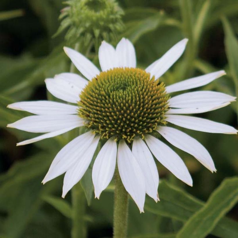 Echinacea purpurea Purity - Rode zonnehoed (Flowering)