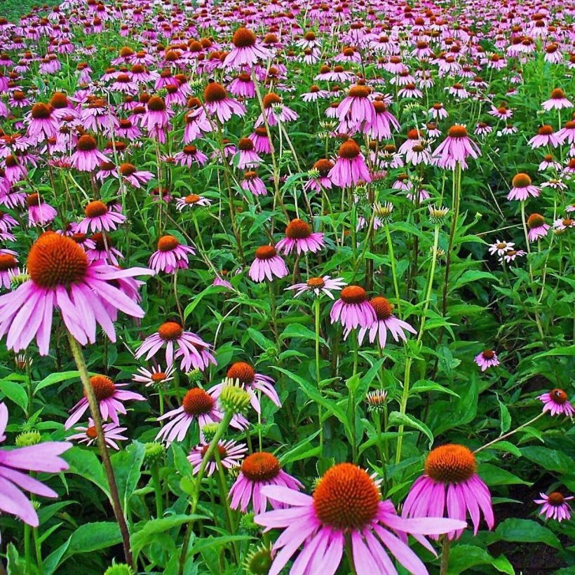 Echinacea purpurea - Rode zonnehoed (Flowering)