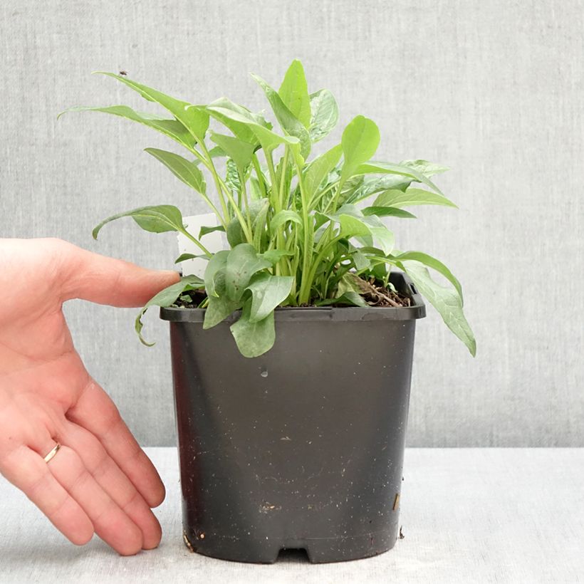 Exemplaar van Echinacea purpurea Alba - Rode zonnehoed Pot van 2 l/3 l zoals geleverd in de lente