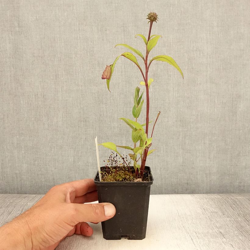 Exemplaar van Echinacea purpurea Augustkönigin - Rode zonnehoed Kweekpotje van 8/9 cm zoals geleverd in de zomer