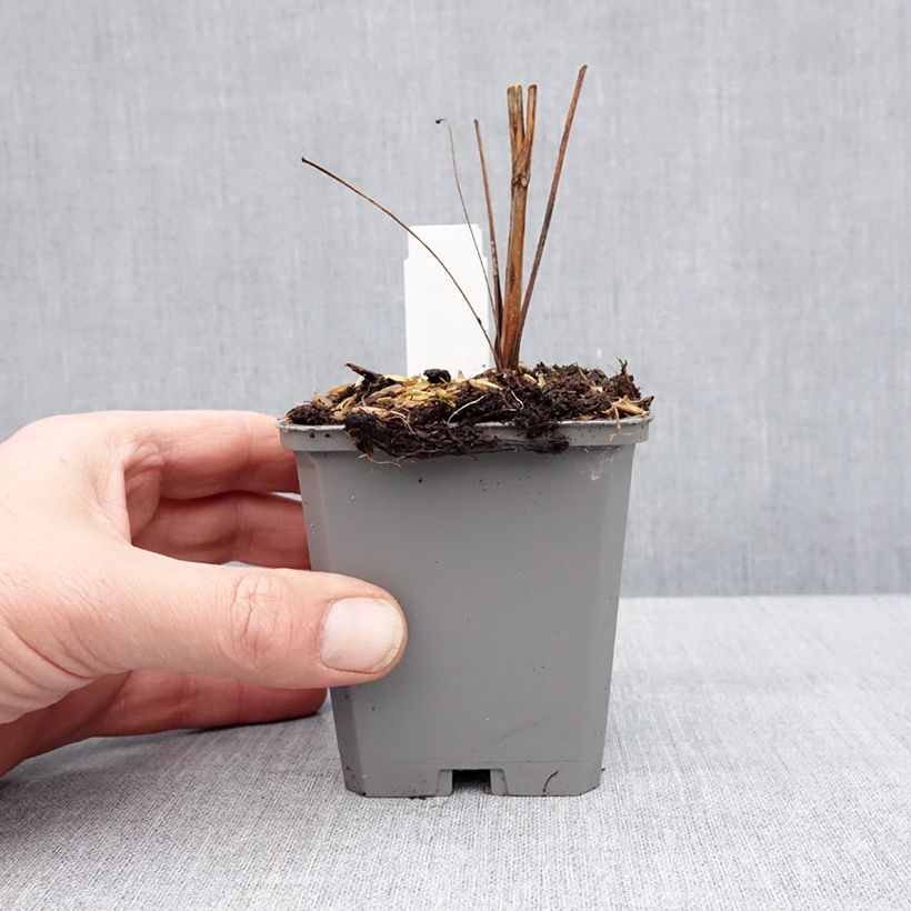 Example of Echinacea purpurea Augustkönigin - Rode zonnehoed Kweekpotje van 8/9 cm as you get in hiver