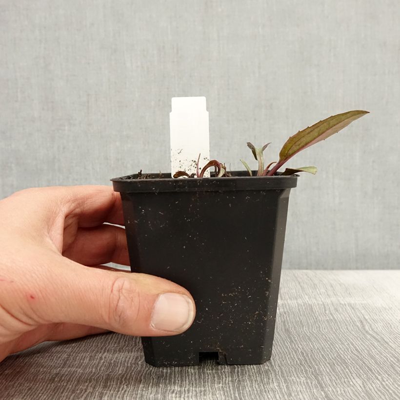 Exemplaar van Echinacea purpurea Augustkönigin - Rode zonnehoed Kweekpotje van 8/9 cm zoals geleverd in de lente