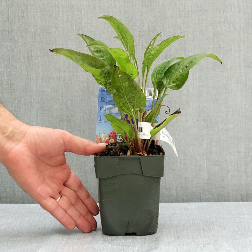 Exemplaar van Echinacea purpurea Delicious Candy - Rode zonnehoed Pot van 1,5 l/2 l zoals geleverd in de zomer