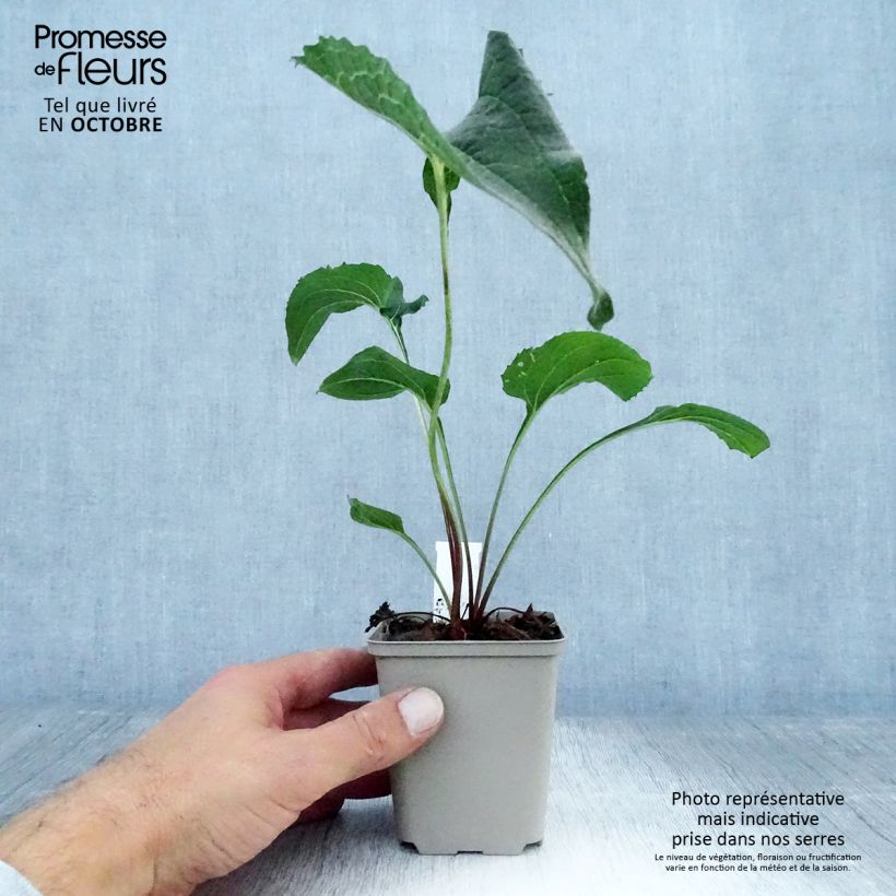 Exemplaar van Echinacea purpurea Double Decker - Rode zonnehoed Kweekpotje van 8/9 cm zoals geleverd in de herfst