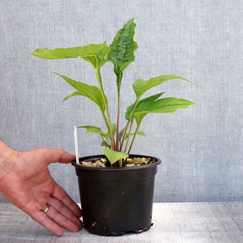 Exemplaar van Echinacea purpurea - Rode zonnehoed Pot van 2 l/3 l zoals geleverd in de zomer