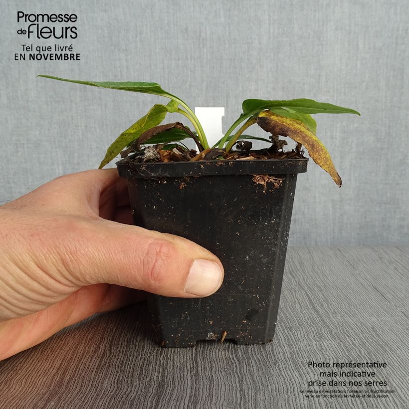 Exemplaar van Echinacea purpurea Espinoso Green - Rode zonnehoed Kweekpotje van 8/9 cm zoals geleverd in de herfst