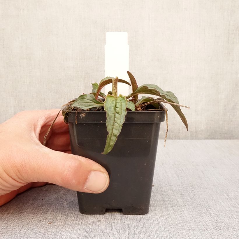 Exemplaar van Echinacea purpurea Espinoso Green - Rode zonnehoed Kweekpotje van 8/9 cm zoals geleverd in de lente