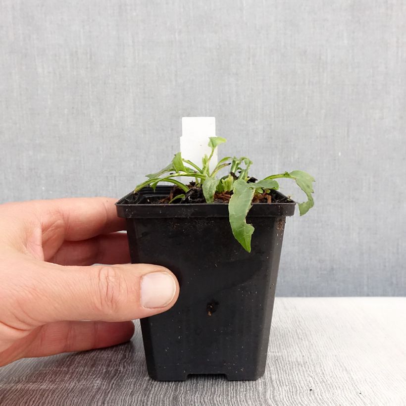 Exemplaar van Echinacea purpurea Espinoso Yellow - Rode zonnehoed Kweekpotje van 8/9 cm zoals geleverd in de lente